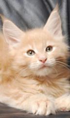 Süße Maine Coon Kitten in tollen farben und super süß