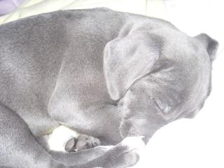 Blue pitbull erst 9 wochen alt