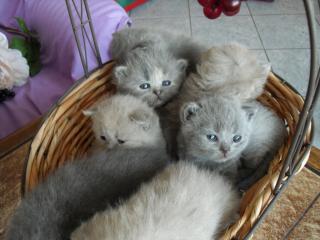 Wunderschöne BKH-Babys mit Papiere