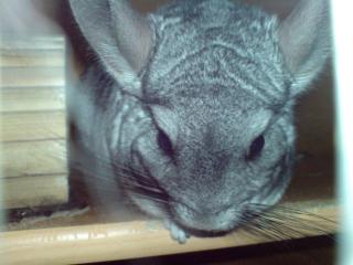 Einsamer Liebenswürdiges Chinchilla männchen abzugeben