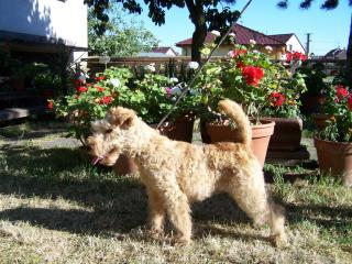 Lakeland Terrier Welpen