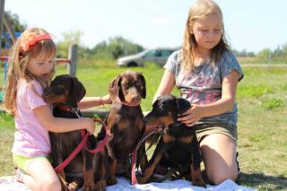 Dobermannwelpen, mit FCI Ahnentafel, Abnahme gleich