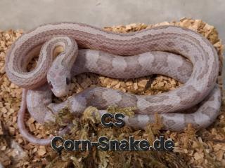 Ice Ghost het. Terrazzo, Hypo, Kornnatter Corn Snake