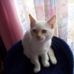 Kater eine Katze zum Decken
