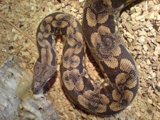 Tausche oder verkaufe 1. 0 Acrantophis dumerili mit Papieren