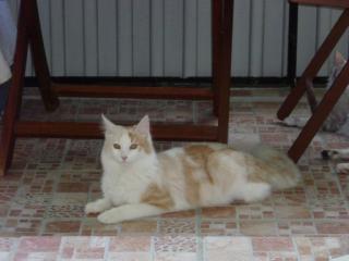 Türkisch Angora Kater