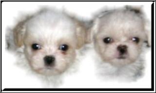 Shih - tzu - welpen