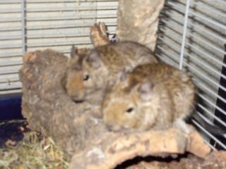 2 weibl. Degus 4Mon. suchen neues zu Hause