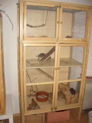 2 Degus mit großen Käfigen abzugeben