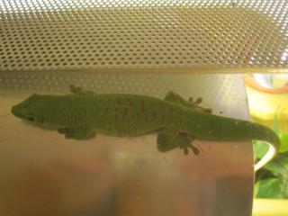 1. 0 Phelsuma Madagascariensis Grandis, eigene NZ