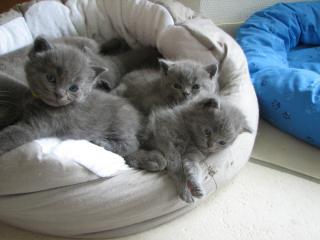 BKH Highlander Kitten wunderschöne Babys