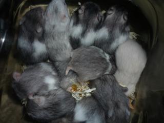 Hamsterbabies aus Hobbyhamsterzucht in München