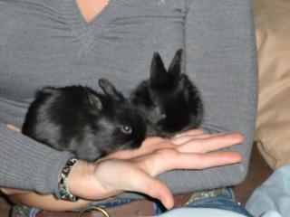Kaninchen Babys zu verkaufen Zwergkaninchen und Löwenkopf