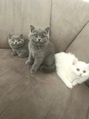 Britisch Kurzhaar BKH Kater