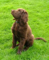 SCHOKOBRAUN fast ein labrador golden retriever