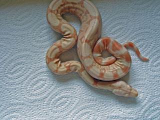 Boa Heterozygot Albino