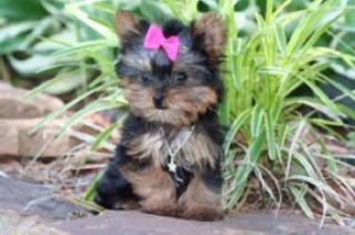 Schöne Yorkie Hündchen Für Sie.