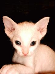 Don Sphynx weiss