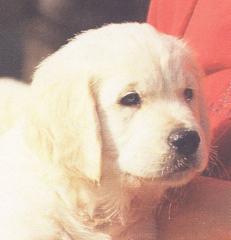 Golden Retriever Welpen mit Papieren