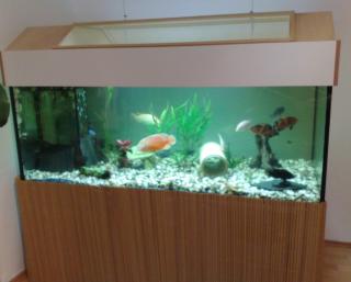 Sehr schönes Aquarium zu verkaufen 160cm x 80cm x 60cm
