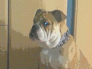 Bull-dog sucht weibchen zum decken