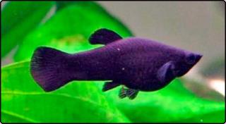 Viele aquarienfische zu verschenken
