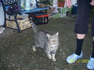 Kater sucht dringend ein Zuhause