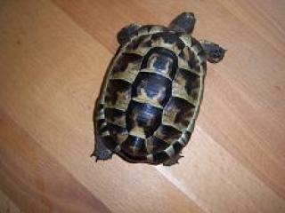 Männl maur Landschildkröte 05