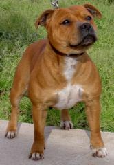 Suche Staffordshire Welpen Rüde