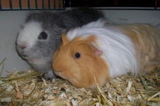 2 liebe Meerschweinchen abzugeben verkaufen mit Zubehör etc.