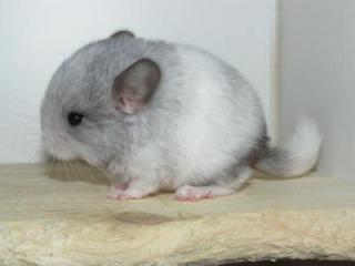 Chinchillas ab zu geben wegen zucht verkleinerung
