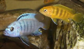 Verschiedene Barsche abzugeben Pseudotropheus saulosi