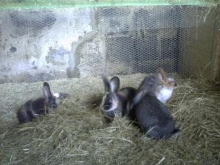Kaninchen und Hühner