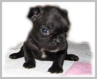 Frenchie Welpen
