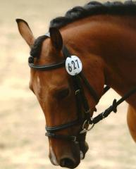 Suche Reitbeteiligung in Nettetal Lobberich