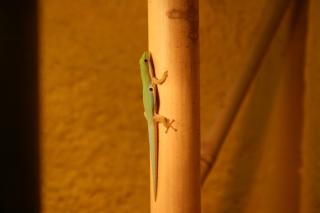 1, 1 Phelsuma Quadriocellata Parva West mit Terrarium