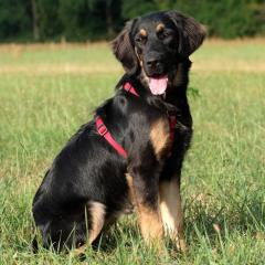 TUNDRA - weiblich 8 Monate 55 cm 20 kg Leonberger-Mix Gechipt