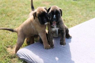 Boxerwelpen mit BK/VDH Papieren