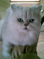 Kastrierter Perserkater sucht neues Zuhause