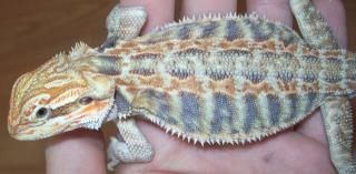 Leatherback 4 Monate abzugeben