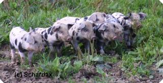 Turopolje Ferkel