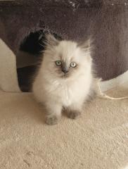 1 Perser Katerchen sucht noch Kuschelpersonal