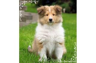 Colliewelpen mit VDH Papieren
