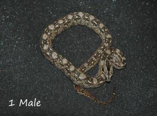 Bci Tarahumara/Mexico Zwergboa 05/21