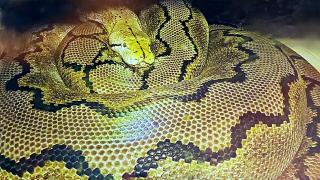 Netzpython Malayopython reticulatus