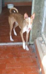 Podenca Fayne sucht ein liebevolles Zuhause