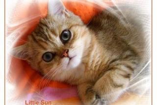 Verschmuste Exotic Shorthairbabys