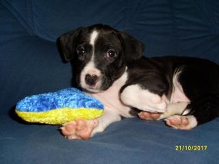 Amstaff-Pittbull-Welpe abzugeben
