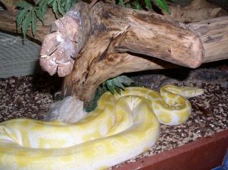 Tigerpython Albino zu verkaufen
