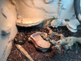 2 mal Königsphyton mit Terrarium